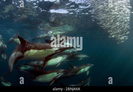 Long-beaked common dolphins (Delphinus capensis) feeding on sardine run, East London, South Africa, June. Stock Photo
