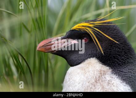 Macaroni penguin (Eudyptes chrysolophus) portrait, South Georgia, January. Stock Photo