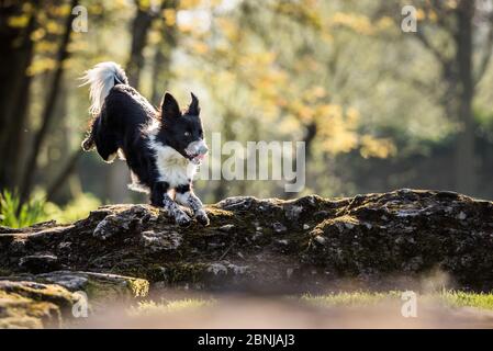 Collie jumping over a fallen tree in the afternoon sunlight, United Kingdom, Europe Stock Photo