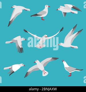 Atlantic seagull in different action poses. Cartoon flying birds Stock Vector