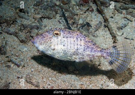 Weedy filefish (Chaetoderma penicilligera)  Lembeh Strait, North Sulawesi, Indonesia. Stock Photo