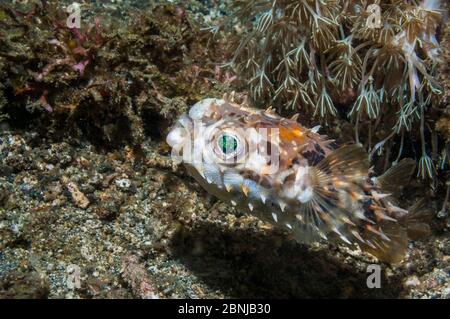 Freckled / Spiny porcupinefish (Diodon holocanthus)  Lembeh, Sulawesi, Indonesia. Stock Photo