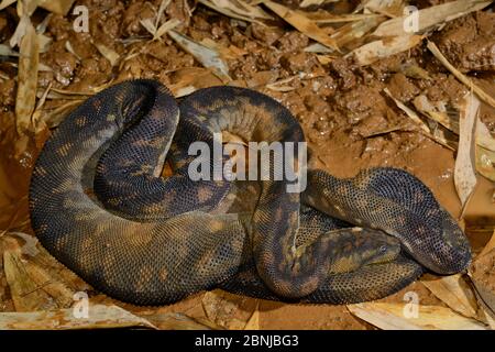 Arafura filesnake (Acrochordus arafurae) captive occurs in Queensland, Australia. Stock Photo