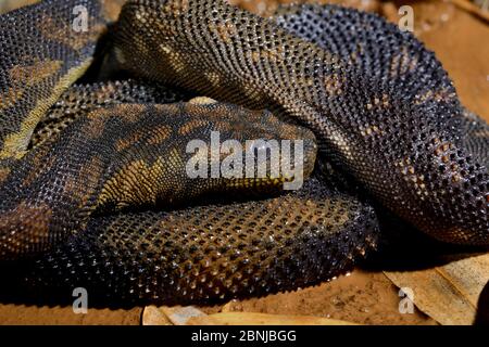 Arafura filesnake (Acrochordus arafurae) captive occurs in Queensland, Australia. Stock Photo