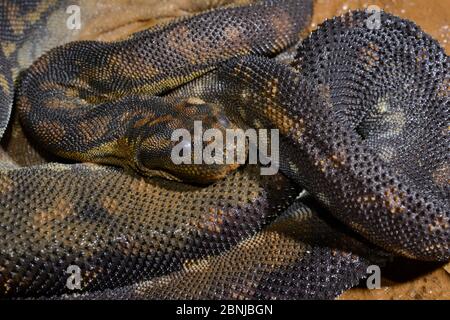 Arafura filesnake (Acrochordus arafurae) captive occurs in Queensland, Australia. Stock Photo