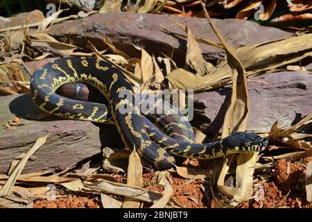 python boelen captive occurs guinea morelia alamy