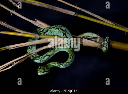 Sri Lankan pit viper (Trimeresurus trigonocephalus) captive, occurs in Sri Lanka. Stock Photo