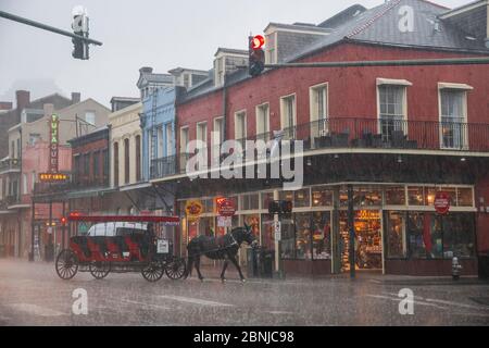 A horse dashes along the street trying to escape a sudden downpour during a storm in New Orleans. French Quarter, New Orleans, Louisiana, United State Stock Photo