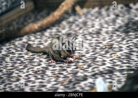 Sugar glider on a leopard print - aka sugar bears these marsupials are considered cute pets , they can fly creating an aerofoil with their patagium Stock Photo