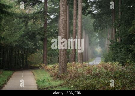 Speulderbos, Gelderland, the Netherlands - October 23, 2019 : Path for bicycles next to the main road in the forest Stock Photo