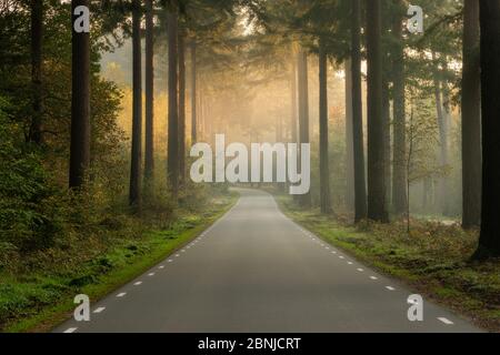 An empty road in the forest on an early morning Stock Photo