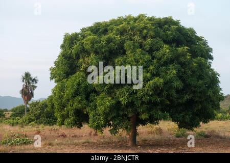 Mango tree (Mangifera indica) Saddle Mountain Ranch, Rupununi savanna, Guyana, South America Stock Photo