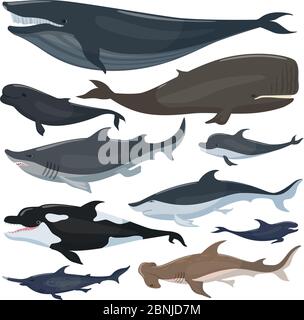 Whales, dolphins sharks and other nautical mammals animals Stock Vector