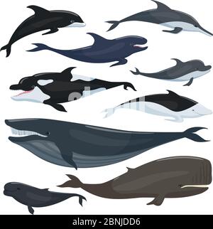 Nautical collection of different underwater big fishes and mammals animals Stock Vector