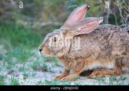 Cape hare (Lepus capensis) Kgalagadi Transfrontier Park, Northern Cape, South Africa Stock Photo