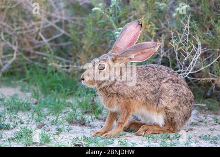 Cape hare (Lepus capensis) Kgalagadi Transfrontier Park, Northern Cape, South Africa Stock Photo