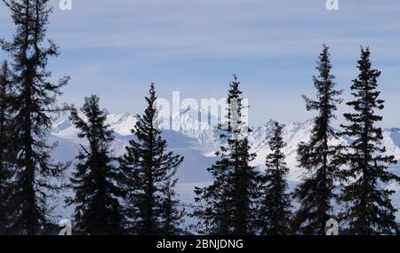 The snowy mountain ranges of Denali National Park in the winter, Alaska, United States of America, North America Stock Photo