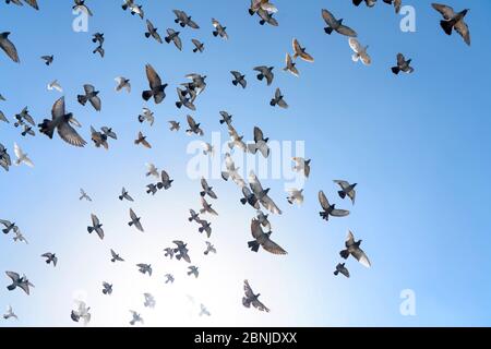 Flock of rock doves (rock pigeons) (common pigeons) (Columba livia) in Mykonos, Cyclades, Greek Islands, Greece, Europe Stock Photo