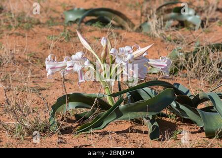 Crinum lily (Crinum foetidum), Kgalagadi Transfrontier Park, South Africa Stock Photo