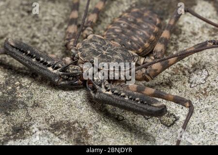 Tailless whip scorpion (Damon diadema) found in East Africa, captive Stock Photo