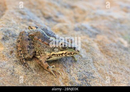 Iberian water / Perez's frog (Pelophylax perezi) Algave, Portugal. Stock Photo