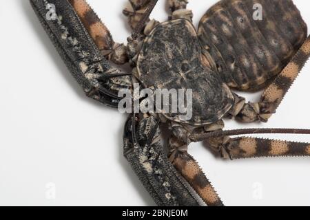 Tailless whip scorpion (Damon diadema) found in East Africa, captive Stock Photo