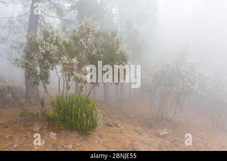 Tree heather (Erica arborea) and Canary Island pines (Pinus canariensis) in mist, Tenerife, Canary Islands, Spain Stock Photo