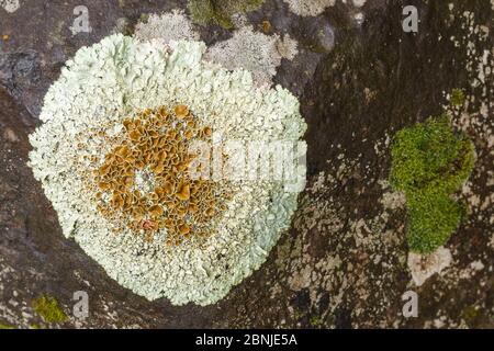 Lichen (Xanthoparmelia protomatrae) La Gomera, Canary Islands, Spain. Stock Photo