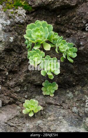 (Aeonium castello-paivae) endemic species to La Gomera, Canary Islands, Spain Stock Photo
