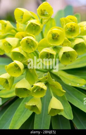 Canary / Honey spurge (Euphorbia mellifera) La Gomera, Canary Islands, Spain Stock Photo