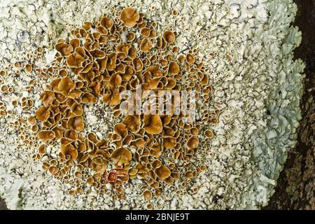 Lichen (Xanthoparmelia protomatrae) La Gomera, Canary Islands, Spain. Stock Photo