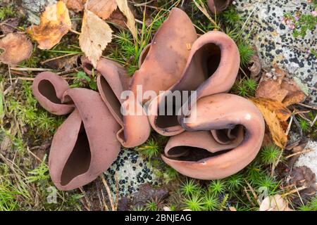 Bay cup fungus (Peziza badia) Peak District National Park, Derbyshire, UK September Stock Photo