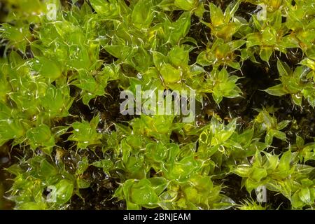 Capillary Thread-moss (Bryum capillare) Yorkshire, UK October.  Focus-stacked image Stock Photo