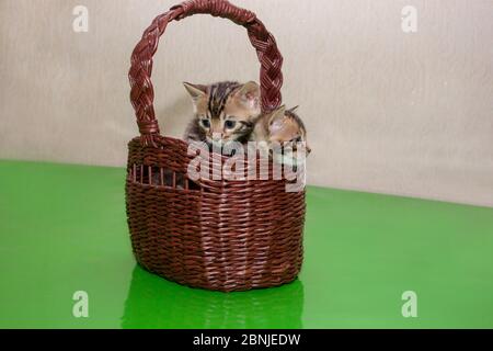 Two cute bengal kittens are sitting in a wicker basket. One month old. Pet animals. Stock Photo