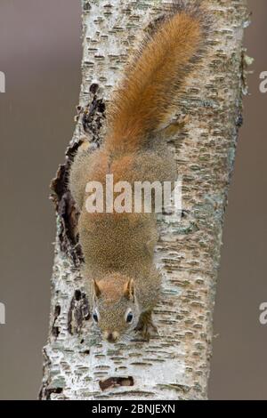 American red squirrel (Tamiasciurus hudsonicus) climbing  on tree trunk Acadia National Park, Maine, USA. Stock Photo