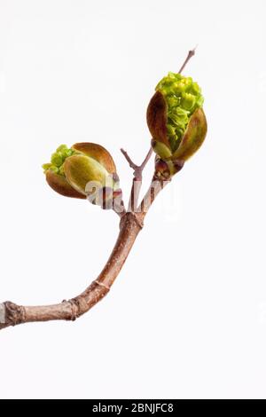 Blossoming buds of maple isolated on white background. Live nature. Stock Photo