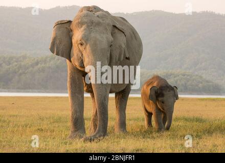 Asiatic elephant (Elephas maximus) calf walking along mother. Jim Corbett National Park, India. Stock Photo