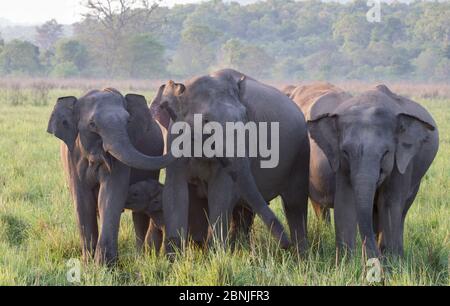 Asiatic elephant (Elephas maximus), female communicating with matriarch, while her calf suckling. Jim Corbett National Park, India. Stock Photo