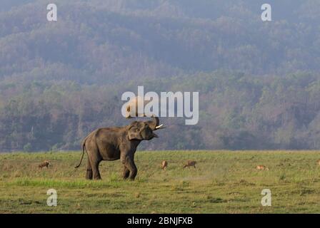 Asiatic elephant (Elephas maximus), male  taking dust bath. Jim Corbett National Park, India.  2014