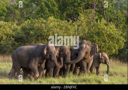 Asiatic elephant (Elephas maximus), matriarch communicating with other female in group, with her calf suckling. Jim Corbett National Park, India. Stock Photo