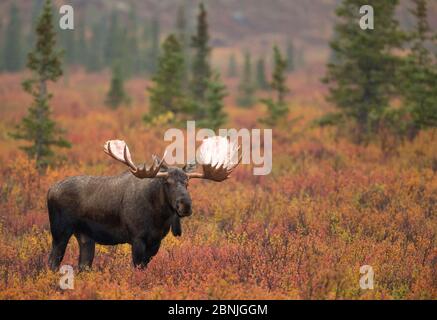 Moose bull (Alces alces) walking in forest clearing, Denali National Park, Alaska, USA, September Stock Photo