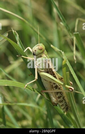 Desert locust (Schistocerca gregaria) on blade of grass, August, Oman Stock Photo