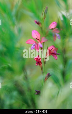 Field gladiolus (Gladiolus italicus) flower, Sierra de Grazalema Natural Park, southern Spain, May. Stock Photo