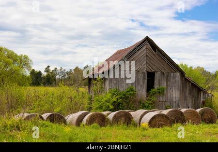 under white clouds and blue skies sits a small barn with rolled up grass hay in a field. Stock Photo