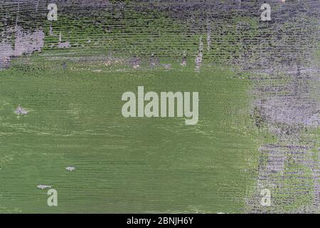 Painted green and grey wood texture with natural pattern. Rustic shabby floor material. Natural background. Closeup. Material design. Stock Photo