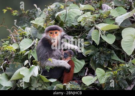 Red-shanked Douc langur (Pygathrix nemaeus) female with new born baby, Vietnam Stock Photo