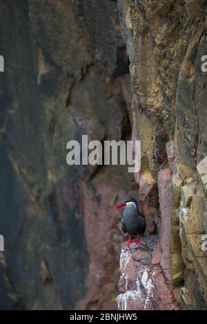 Inca tern (Larosterna inca) perching on cliff face in Nazca coastal desert in Paracas National Reserve, Peru Stock Photo