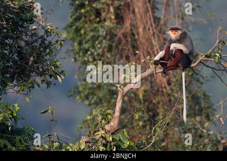 Red-shanked Douc langur (Pygathrix nemaeus) adult male sitting on branch in canopy, Vietnam Stock Photo