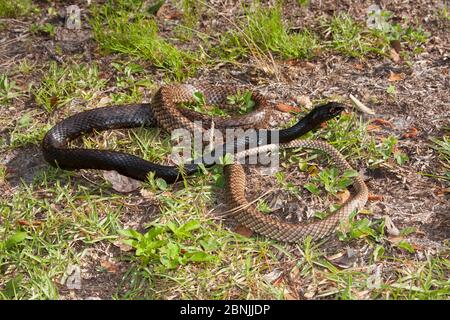 Eastern coachwhip snake (Masticophis flagellum flagellum) North Florida,USA, April. Stock Photo