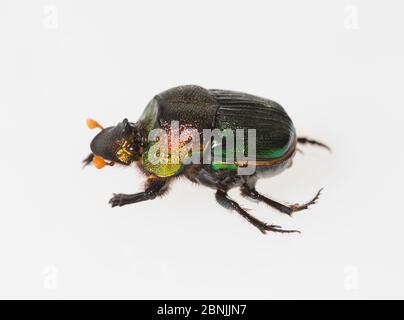 Rainbow scarab (Phanaeus vindex) female on white background. Florida, USA. Controlled conditions. Stock Photo